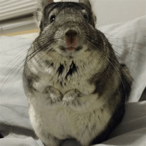 These Chinchillas Facial Expressions Are Too Funny For