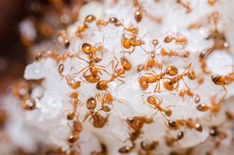 What Foods Attract Ants Termiguard