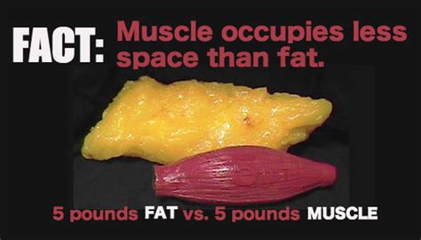 Muscle Vs Fat Why You Should Throw Away Your Scale