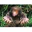 Star Nosed Mole  The Life Of Animals