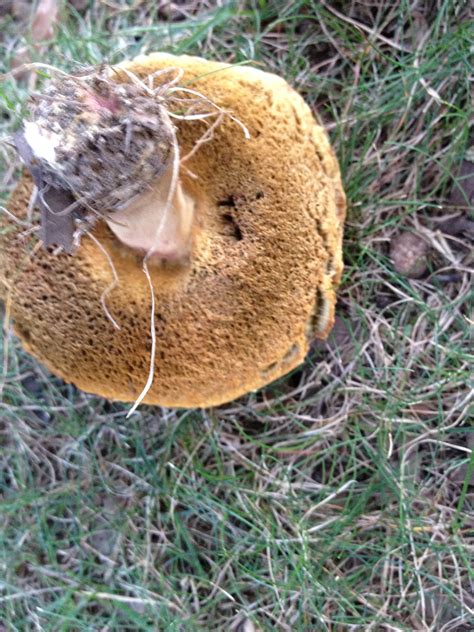 Edible Bolete Lactarius Mushroom Hunting And