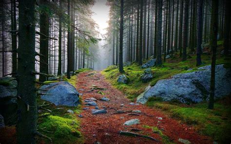 2560x1600 Wood Trees Path Stones Branches Boughs Haze Moss