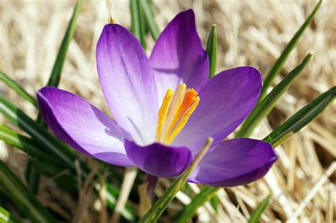 Crocus Flower Bloom Free Photo On Pixabay Pixabay