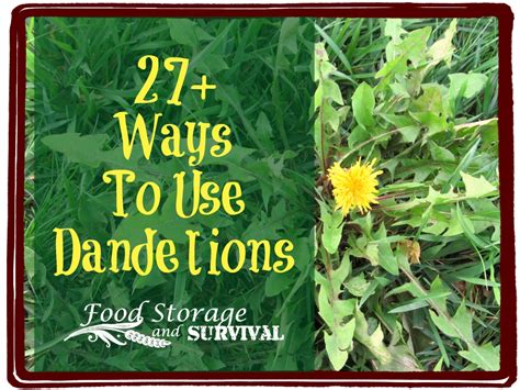 Let's talk about this herbal medicine in the comments. Food Storage and Survival - 27+ Clever Ways to Use Dandelions