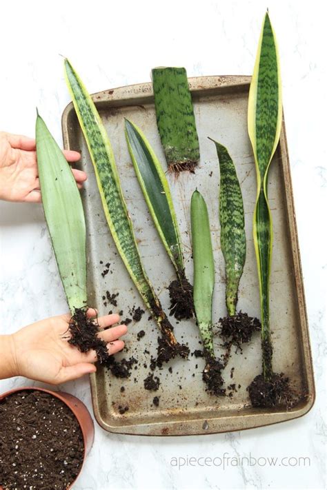 Do bugs attract snake plants? Propagate Sansevieria (Snake Plant): 3 Easy Ways! in 2020 ...