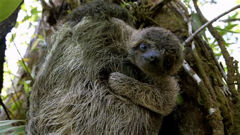 Video Pbs Natures A Sloth Named Velcro Watch Metrofocus Online