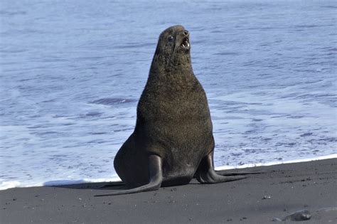 Northern Fur Seals Multiply On Steaming Alaska Volcano