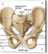 This quiz will test your knowledge of the bones of the pelvis for your anatomy & physiology class. Anatomy Of Human Pelvic Bone Digital Art by Stocktrek Images