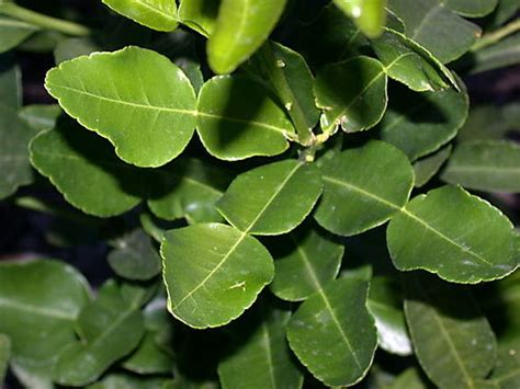 Daun rosemary kering (rosmarinus officinalis), dan keluarga tanaman mint lainnya juga mengandung hingga 20% kamper. Rempah Rempah Asli Indonesia: Daun salam & Daun jeruk