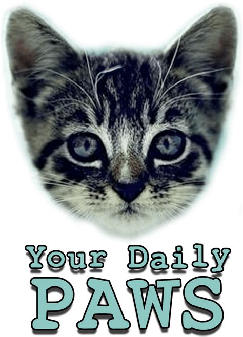 The Cat Owners Guide Free Ebook We Love Cats And Kittens