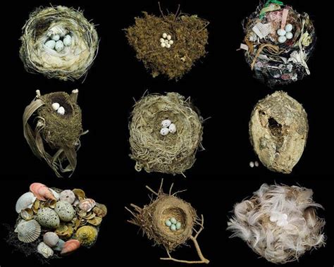 The Masterpieces Of Natural Architecture Birds Nest By Sharon Beals