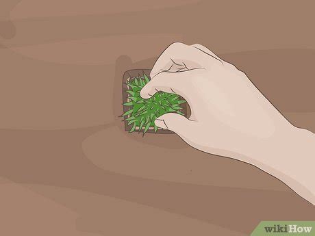 How To Plant Zoysia Plugs Steps With Pictures Wikihow