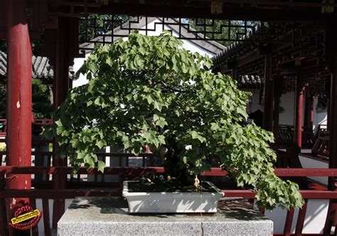 Bonsaï & Penjing - Taiwan trident maple - Acer buergerianu ...