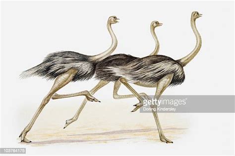 Ostrich White Background High Res Illustrations Getty Images