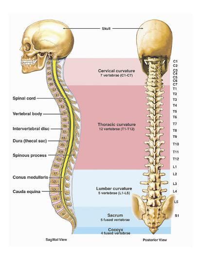 Download 339 backbone diagram stock illustrations, vectors & clipart for free or amazingly low rates! Illustration of the Anatomy of the Human Spine or Vertebral Column Giclee Print by Nucleus ...