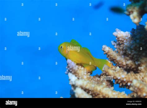 Lemon Coral Goby Fish Gobiodon Citrinus Underwater On Stony Coral In