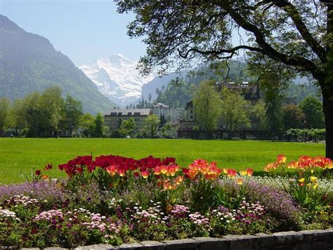 Beauty Scenery Nature Swiss Flower Wallpaper Hd Free