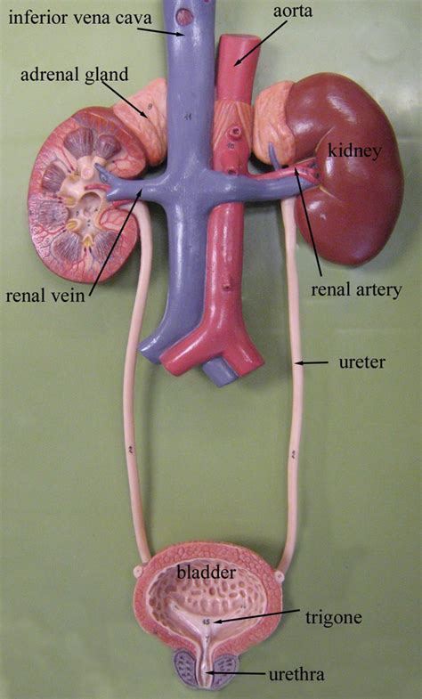 Labeled human torso model diagram. Lab #14- Urinary system - Anatomy & Physiology 2040 with ...