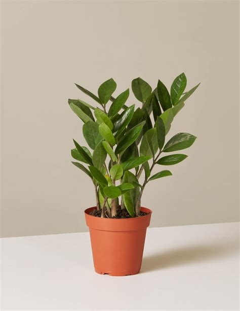 The Zz Plant Is Characterized By Its Thick Waxy Green Leaves It Comes