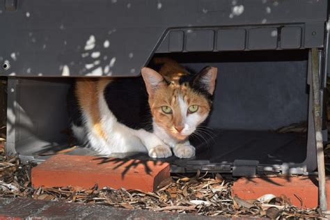 Can Feral Cats Be Nice Important Safety Recommendations