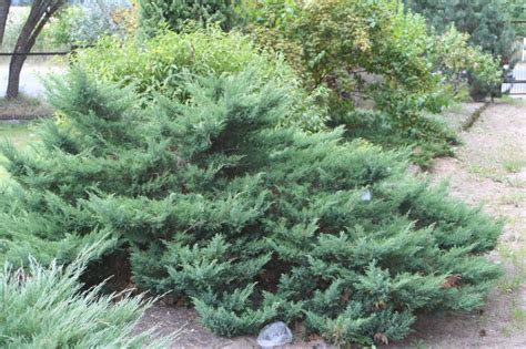 Ienupărul de Virginia Tripartita Juniperus virginiana Tripartita