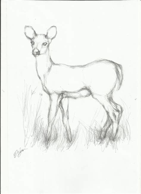 Easy Animal Drawings In Pencil Hd Desktop 10 Hd Wallpapers Easy