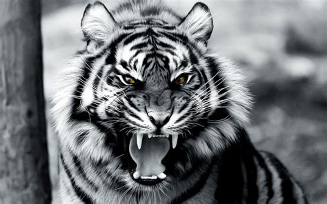 Fond Décran Visage Animaux Monochrome La Photographie Tigre