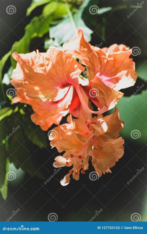 Orange Gumamela Flower In Bloom Stock Photo Image Of Gumamela Orange