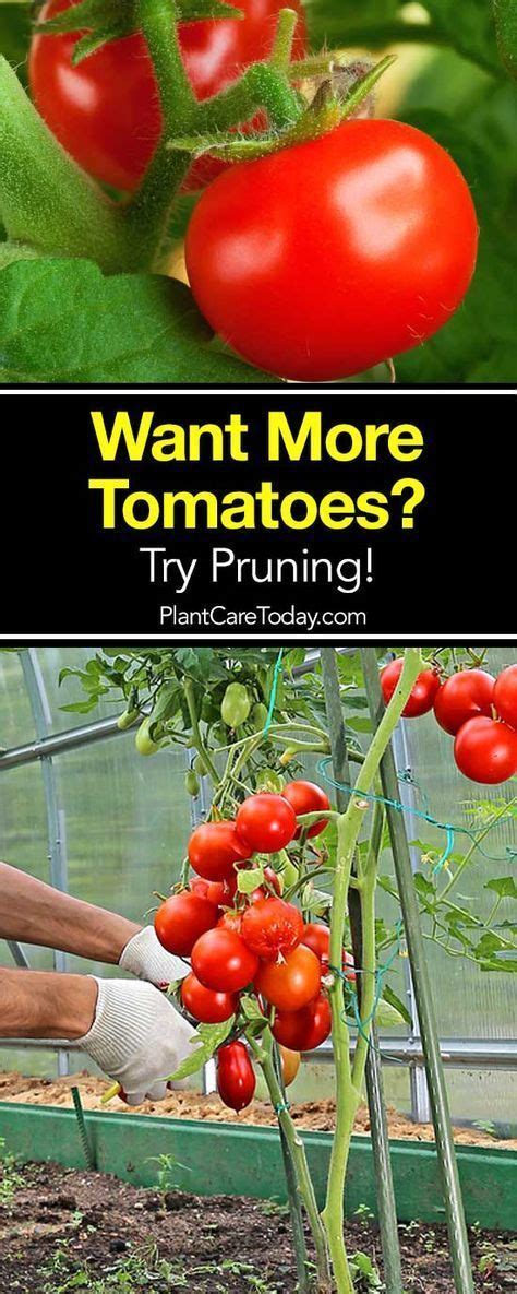 Pruning Tomato Plants How To Prune Tomatoes For Maximum Yield Tomato