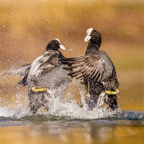 The Best Photos Of The 2012 British Wildlife Photography