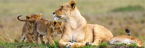 Read latest news and updates on union budget of india. African Gorilla Tours - Budget Gorilla Trekking in Uganda