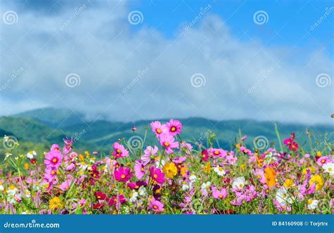 Pink Flowers With Mountain And Cloud Backgroud Stock Photo Image Of