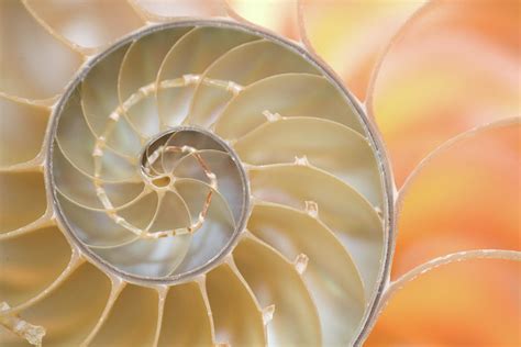 Nautilus Spiral Oil Painting Art And Collectibles Pe