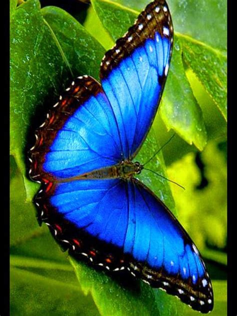 √ 6 Different Types Of Butterflies Butterfly Photos Butterfly