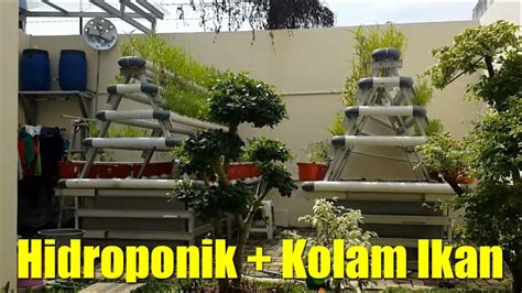 Hidroponik adalah teknik menanam tanaman tanpa media tanah, namun diganti menggunakan media air. Instalasi Hidroponik Sederhana dengan Kolam Ikan di Rumah ...