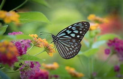 Butterfly Macro Flowers Insect Desktop Flower Nature