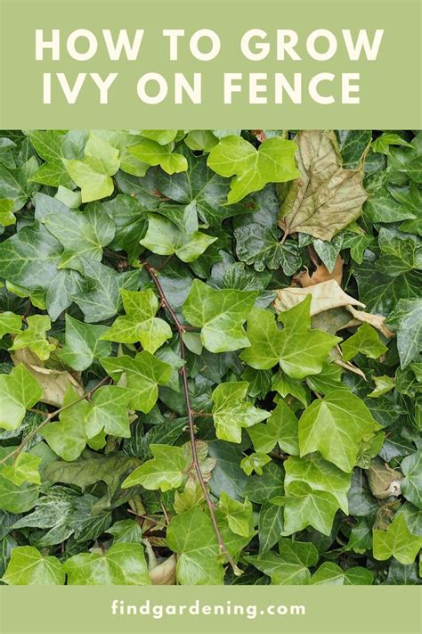How To Grow Ivy On A Fence Complete Guide Ivy Plants Vine Fence Ivy
