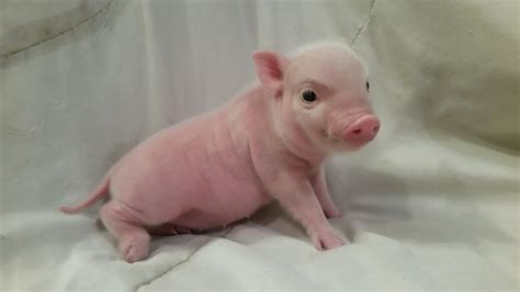 Pot Belly Pig Animals For Sale Denham Springs La 328303
