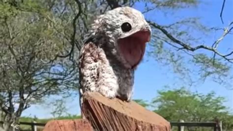 Ghost Bird Captured In Viral Video