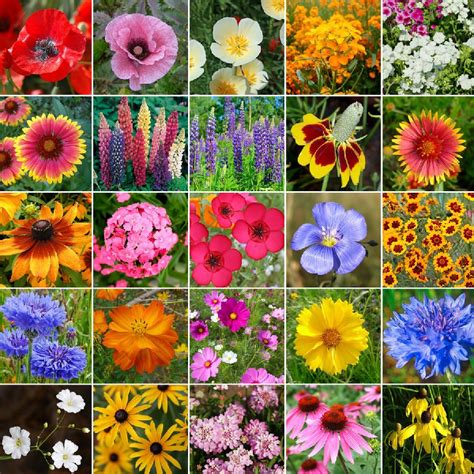 Midwest Wildflower Seed Mix Bulk Flower Seed Mix Bulk Seed Store