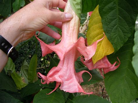 Pink Perfektion Brugmansia Plant — Angel Trumpet Nursery Llc