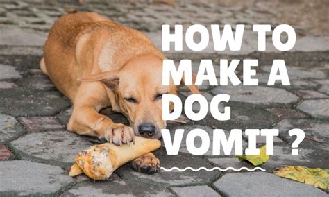 How To Make A Dog Vomit A Complete Guide