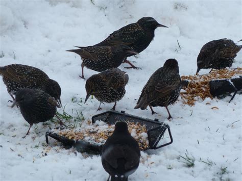 Scotland Feed Wild Birds In Winter