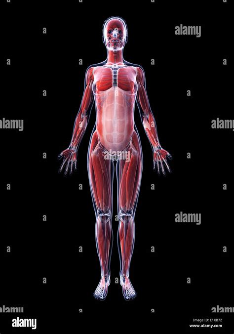 Human Muscular System Female Stock Photos And Human Muscular System