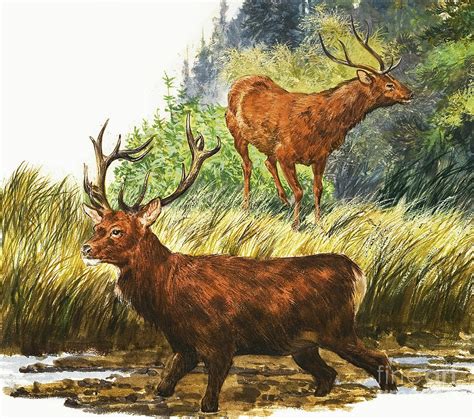 Depiction Of Two Red Deer Painting By Eric Tansley Fine Art America