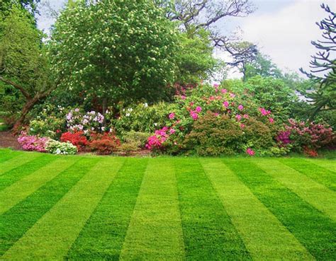 Cesped Lawn And Landscape Spring Lawn Care Lawn Care