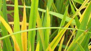 कष जञन Solution for yellowing of leaves in Rice Paddy अगरसटर