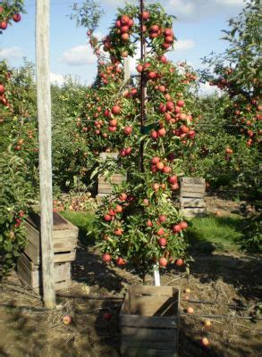An orchard is an intentional plantation of trees or shrubs that is maintained for food production. Planning a high density apple orchard. | Gardening Things