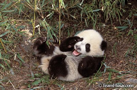 Cute Pandas Pandas Photo 22122903 Fanpop