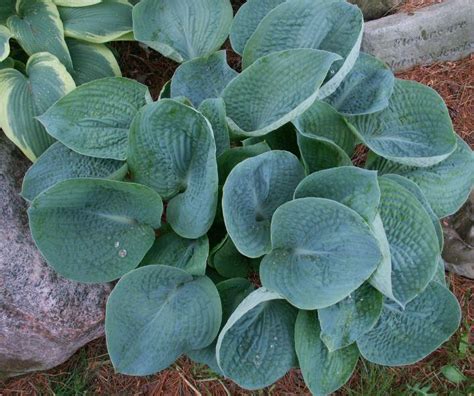 Photo Of The Leaves Of Hosta Love Pat Posted By Diggit